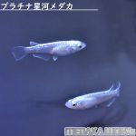 プラチナ星河メダカ